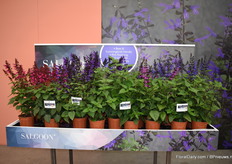 De nieuwe Salgoon serie van Hilverdakooij/HilverdaFlorist. De serie bevat vijf kleuren die qua snelheid en lengte te vergelijken zijn. Drie hebben er al een naam en twee moeten daar nog eventjes op wachten.